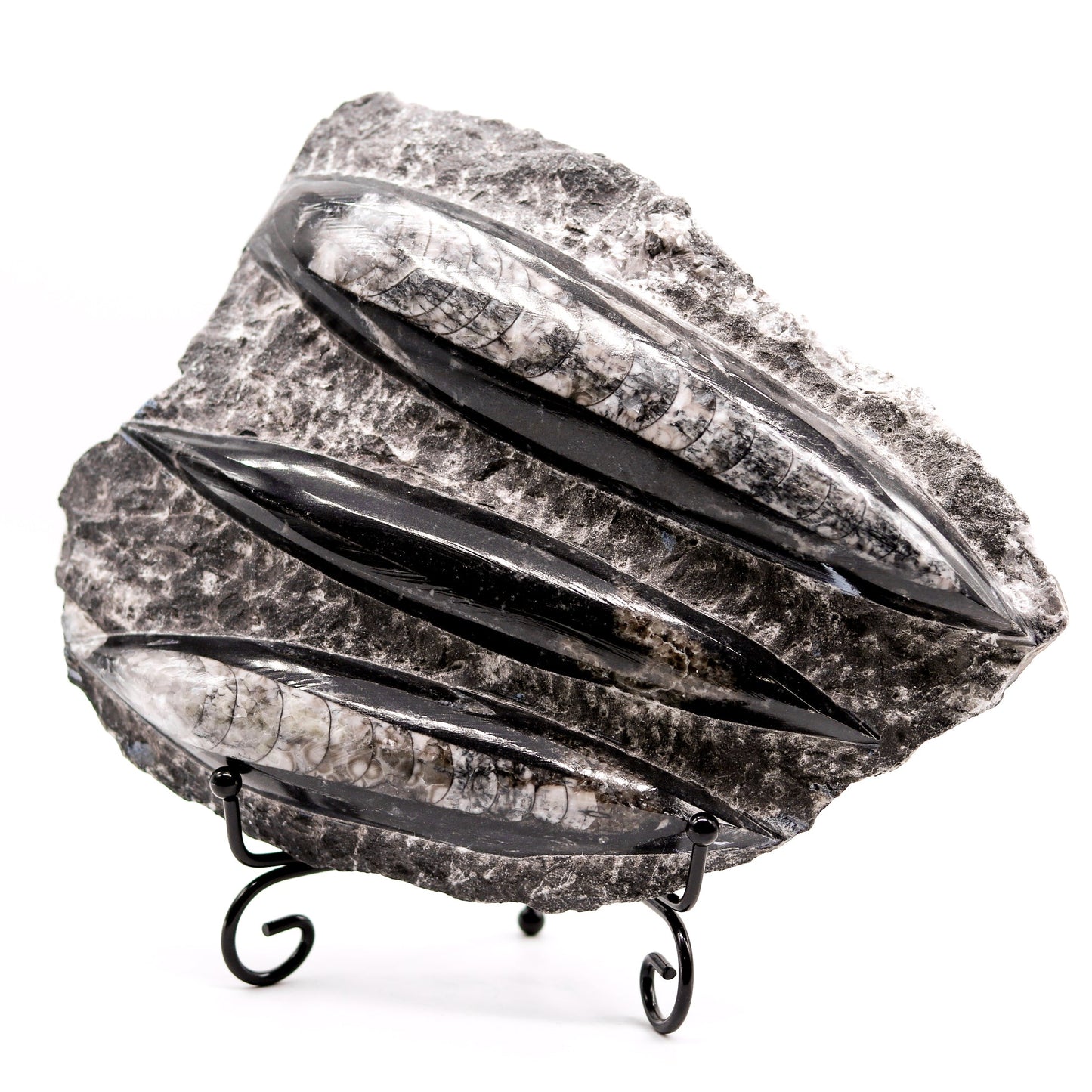 Orthoceras Slab