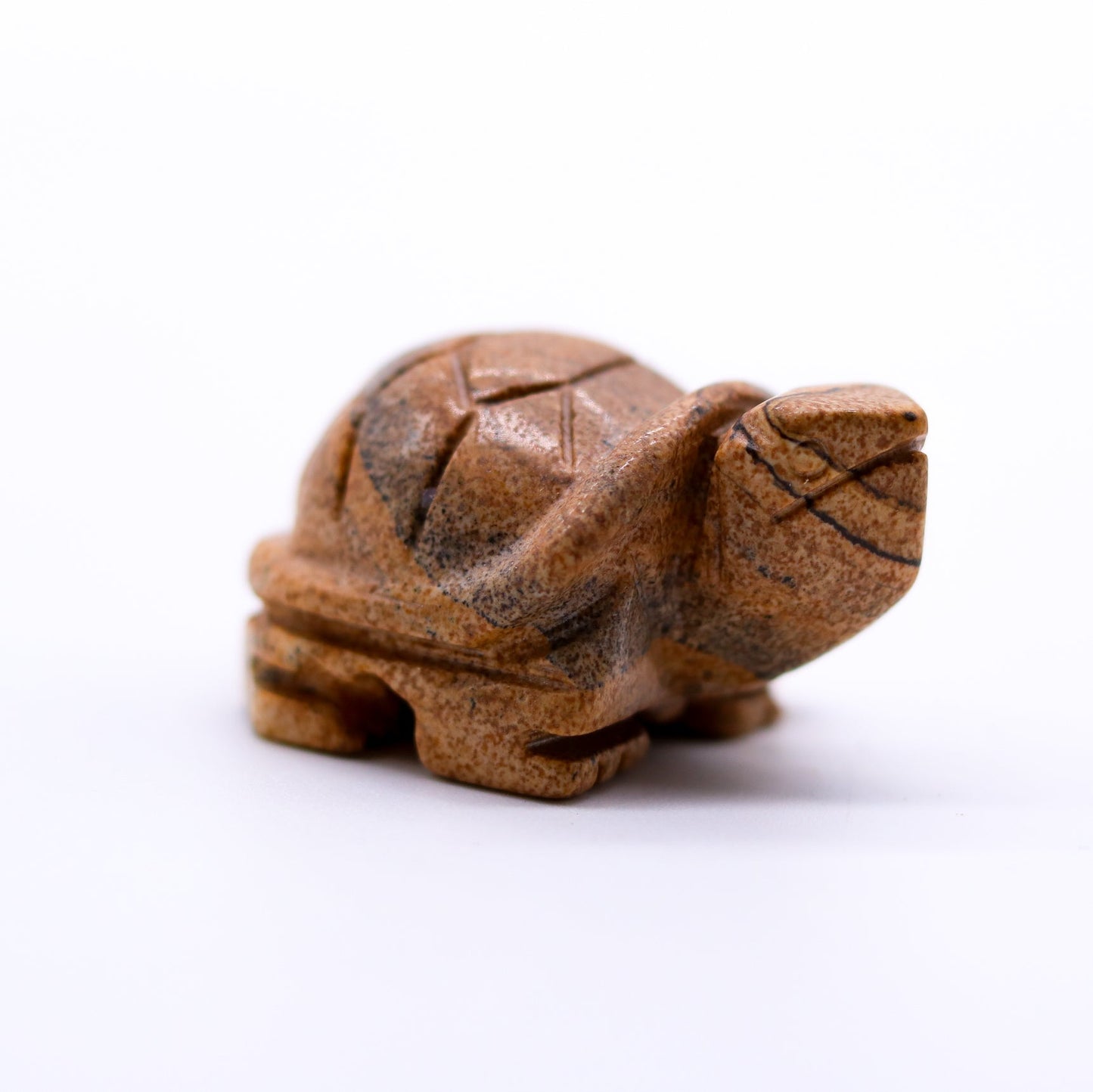 Picture Jasper Turtle